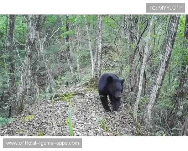 黑熊扑来时,男孩靠“装死”逃生 黑熊扑来时,男孩靠“装死”逃生